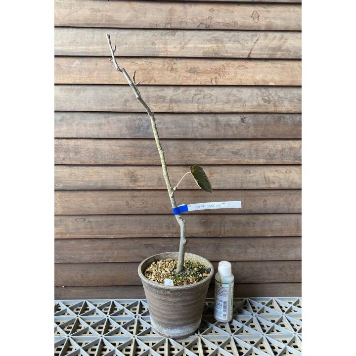 現品 ソノマ ハンカチの木 （一才性ダビディア）＊樹高40センチ程度 