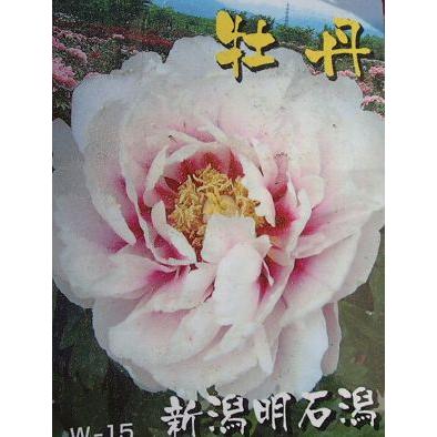 6寸鉢植え】牡丹 新潟明石潟 3年生（ボタン苗、ぼたん苗） : 日本花卉