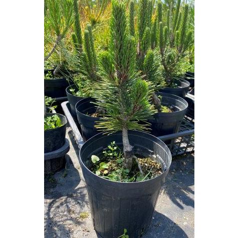 黒松 寿 （6寸鉢植え） : 日本花卉ガーデンセンターYahoo!店 - 通販