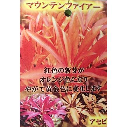 あせび アセビ マウンテンファイヤー 4寸鉢 : 日本花卉ガーデン