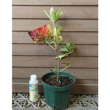 あせび アセビ マウンテンファイヤー 4寸鉢 : 日本花卉ガーデン