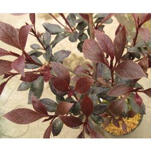 ツツジ 赤葉ツツジ : 日本花卉ガーデンセンターYahoo!店 - 通販