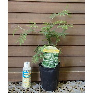 アカシア デアネイ Z 104 日本花卉ガーデンセンターyahoo 店 通販 Yahoo ショッピング