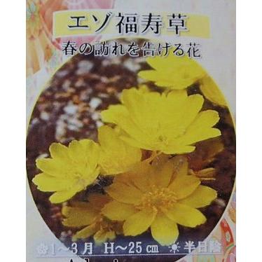 山野草 福寿草 「エゾ福寿草」 2芽 : 日本花卉ガーデンセンターYahoo