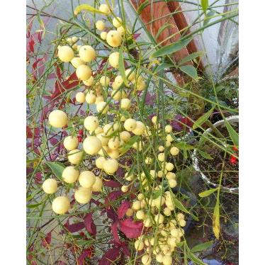 南天 若竹 白実南天 Z 日本花卉ガーデンセンターyahoo 店 通販 Yahoo ショッピング