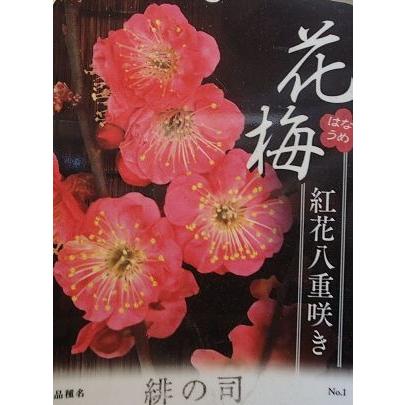 花梅 苗木 梅の木 梅の花 緋の司：ヒノツカサ（花梅） ハナウメ 苗木