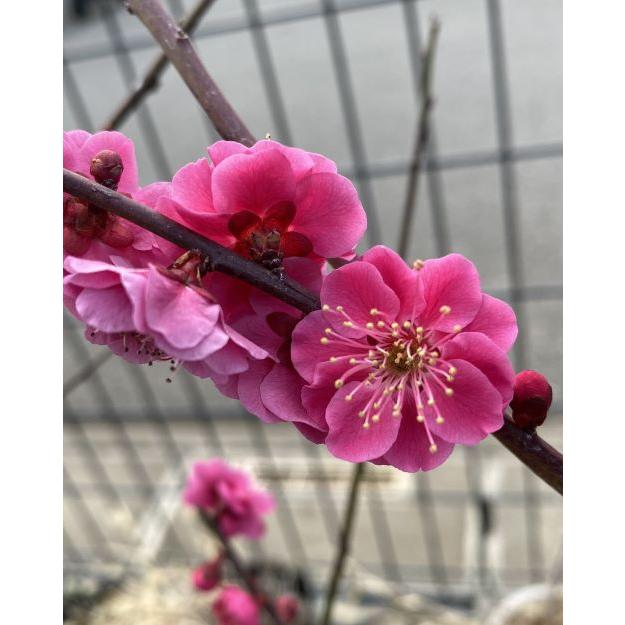 花梅 苗木 梅の木 梅の花 緋の司：ヒノツカサ（花梅） ハナウメ 苗木