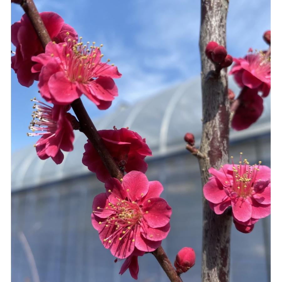 花梅 苗木 梅の木 梅の花 緋の司：ヒノツカサ（花梅） ハナウメ 苗木