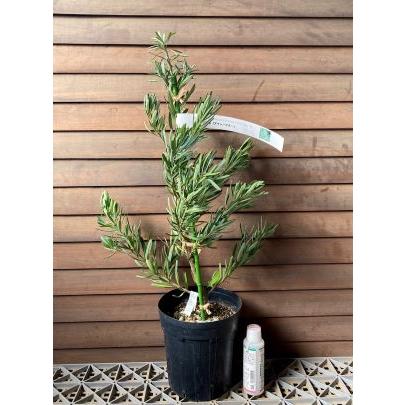 マキ 銀葉マキ アイシーブルー 6寸鉢植え（ポドカルプス