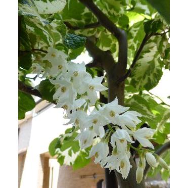 斑入り葉 白雲木（フイリハ ハクウンボク） 浮雲 : 日本花卉ガーデン