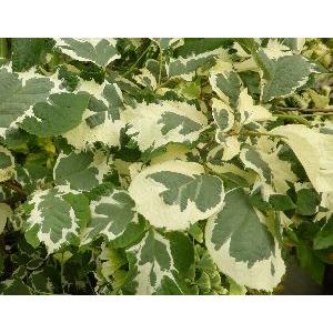 斑入り葉 白雲木（フイリハ ハクウンボク） 浮雲 : 日本花卉ガーデン