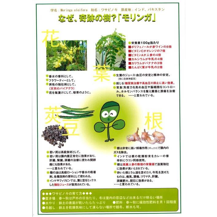 モリンガ 2ポットセット ＊現状樹高10センチ程度！ もりんが *季節