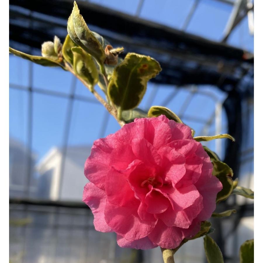 寒椿 三光斑 ：サザンカ（山茶花）苗 苗木 ポット植え : 日本花卉