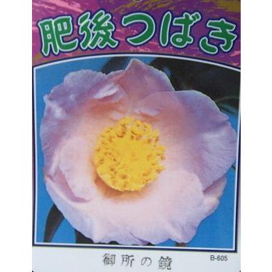 肥後椿 御所の鏡：椿（ツバキ） : 日本花卉ガーデンセンターYahoo!店