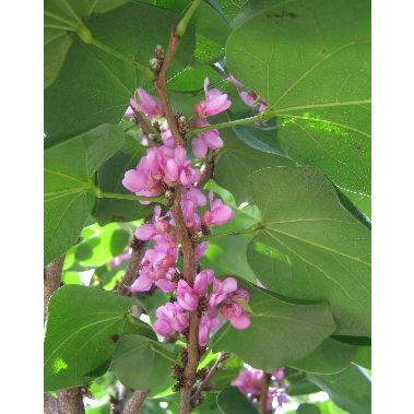 ハナズオウ（花蘇芳） 四季咲き : 日本花卉ガーデンセンターYahoo!店