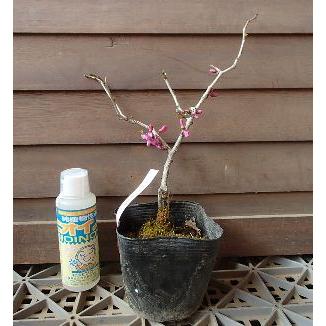 ハナズオウ　花蘇芳　13号鉢
特大
　庭木　花木　 シンボルツリーに ハナズオウ（花蘇芳） 四季咲き : 日本花卉ガーデンセンターYahoo!店