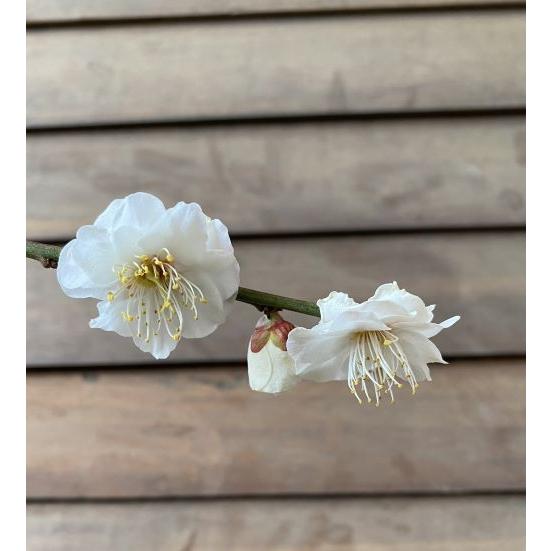 枝垂れ梅　シダレウメ 白花 苗木　1 花梅 苗木 梅の木 梅の花 白花八重咲き枝垂れ梅：シロバナヤエザキ