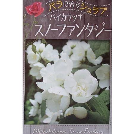 スノーファンタジア 八重〜一重咲き 大輪バイカウツギ（梅花ウツギ