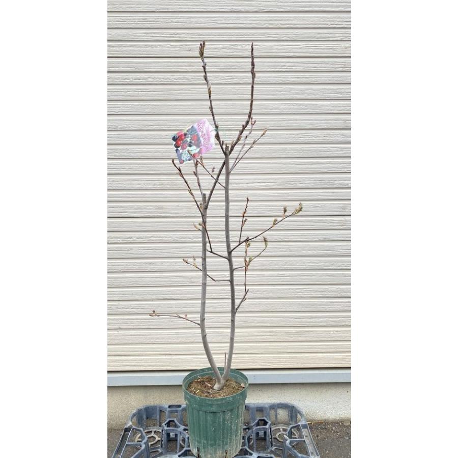 6寸鉢植え ジューンベリー（アメリカザイフリボク）：果樹苗 ジュン