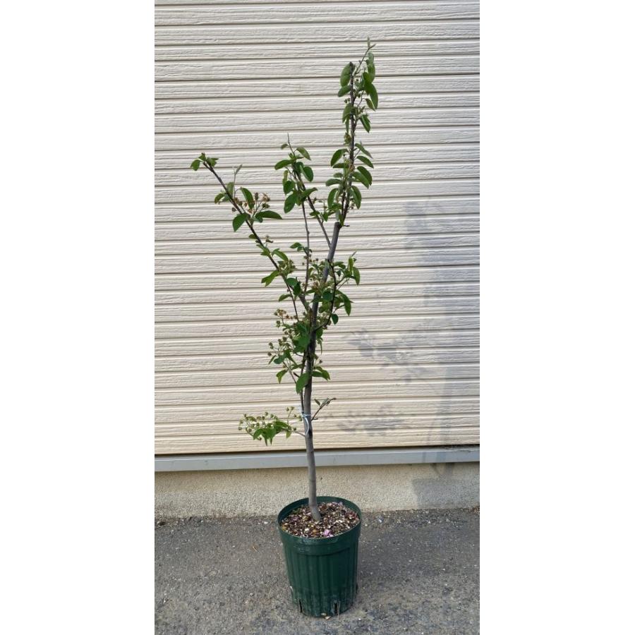 6寸鉢植え ジューンベリー（アメリカザイフリボク）：果樹苗 ジュン