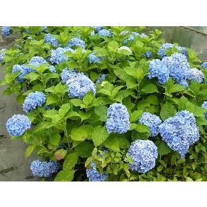 大苗 オタクサ アジサイ：紫陽花 おたくさあじさい : 日本花卉ガーデン