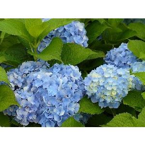 大苗 オタクサ アジサイ：紫陽花 おたくさあじさい : 日本花卉ガーデン