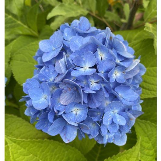 大苗 オタクサ アジサイ：紫陽花 おたくさあじさい : 日本花卉ガーデン