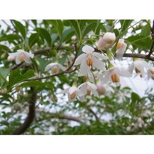 シダレエゴノキ 枝垂れエゴの木（白花） : 日本花卉ガーデンセンター