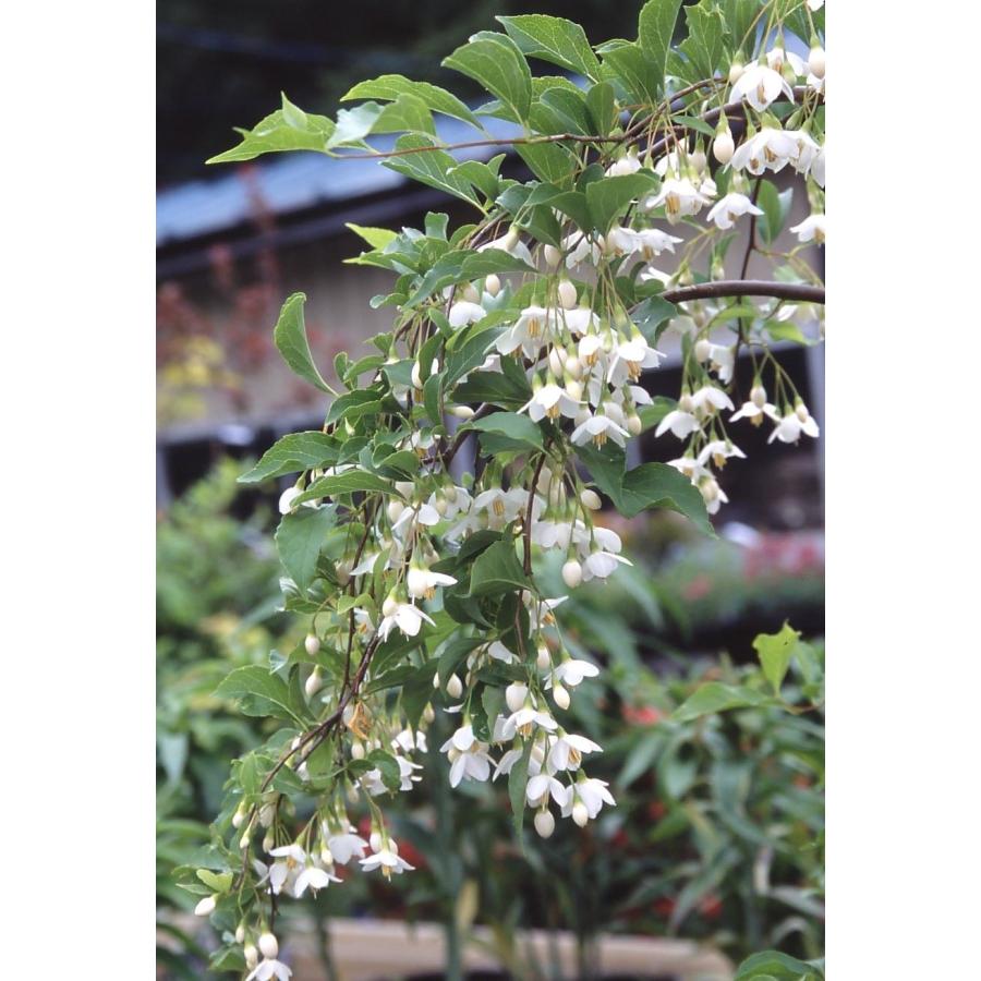 シダレエゴノキ 枝垂れエゴの木（白花） : 日本花卉ガーデンセンター