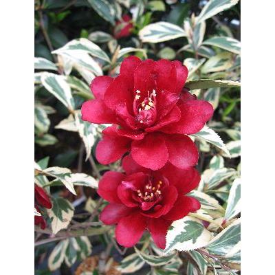 斑入黒椿(錦葉黒椿）：椿（ツバキ） 3寸ポット植え : 日本花卉