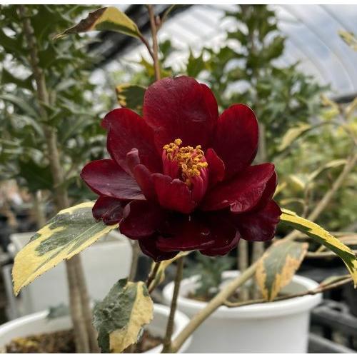 斑入黒椿(錦葉黒椿）：椿（ツバキ） 3寸ポット植え : 日本花卉