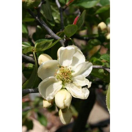 ボケ 白花 白雲竜 雲竜ボケ 木瓜 : 日本花卉ガーデンセンターYahoo!店