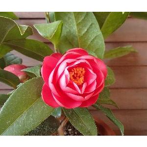 ベトナムの椿」 ハイドゥン ：椿（ツバキ） 6寸鉢植え : 日本花卉