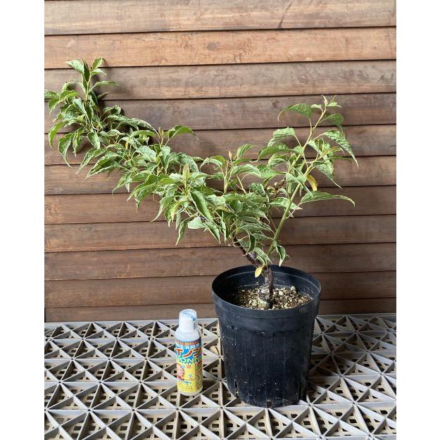 斑入り葉キブシ（斑入り葉木五倍子） 6寸鉢植え 白覆輪葉キブシ 接木