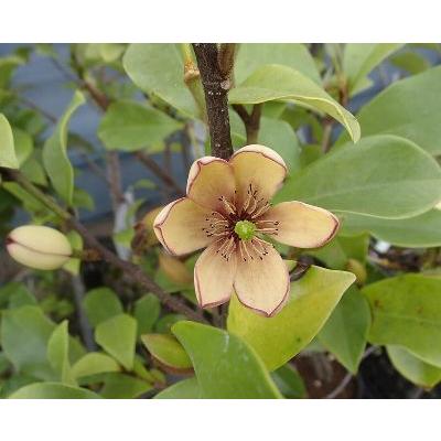 オガタマノキ（カラタネオガタマ）5寸ポット植え : 日本花卉ガーデン