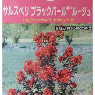 PW サルスベリ 百日紅 ブラックパール ルージュ レッド*深紅 サルスベリ（百日紅） ブラックパール ルージュ （15cp）<br>＊先端