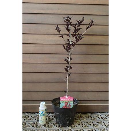 PW サルスベリ 百日紅 ブラックパール ルージュ レッド*深紅 サルスベリ（百日紅） ブラックパール ルージュ （15cp）<br>＊先端