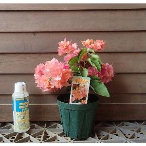 八重咲きブーゲンビレア（ブーゲンビリア） オレンジ色 ＊花付きとは