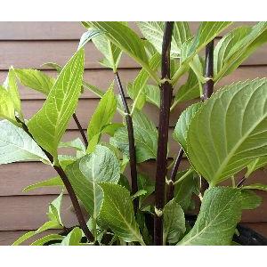 黒軸紫陽花（クロジクアジサイ）：紫陽花 5寸鉢植え : 日本花卉