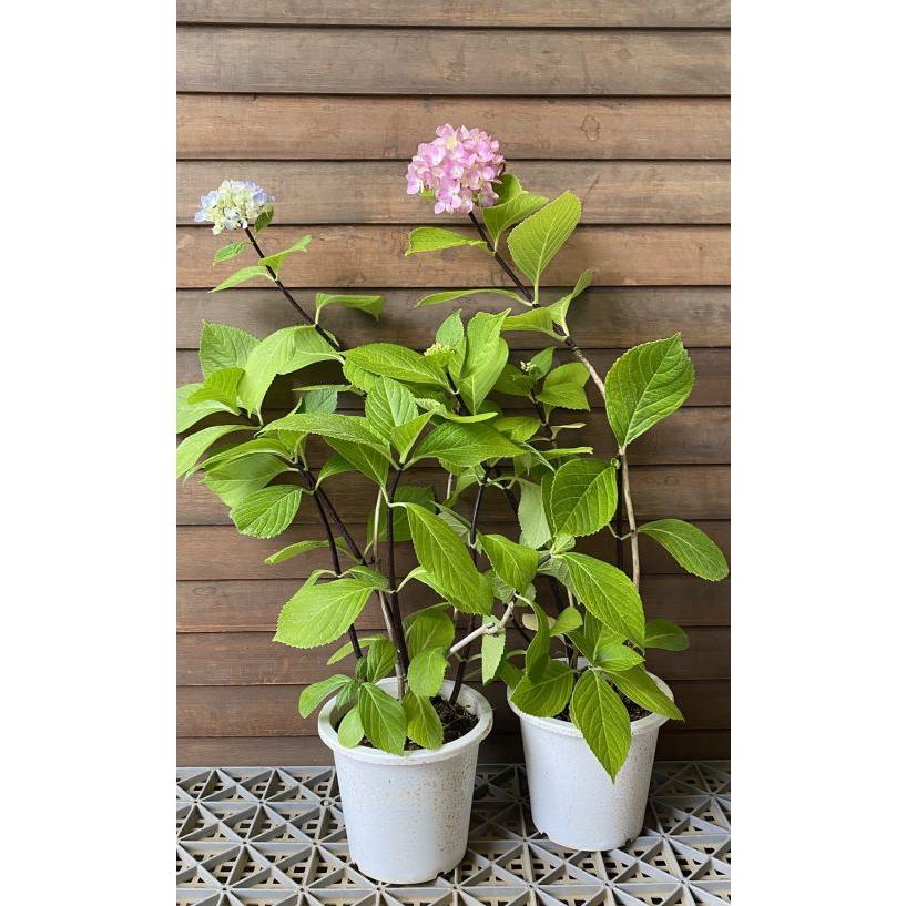 黒軸紫陽花（クロジクアジサイ）：紫陽花 5寸鉢植え : 日本花卉