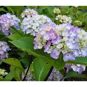 黒軸紫陽花（クロジクアジサイ）：紫陽花 5寸鉢植え : 日本花卉