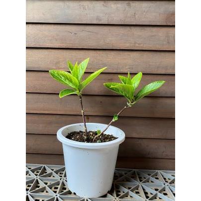 黒軸紫陽花（クロジクアジサイ）：紫陽花 5寸鉢植え : 日本花卉