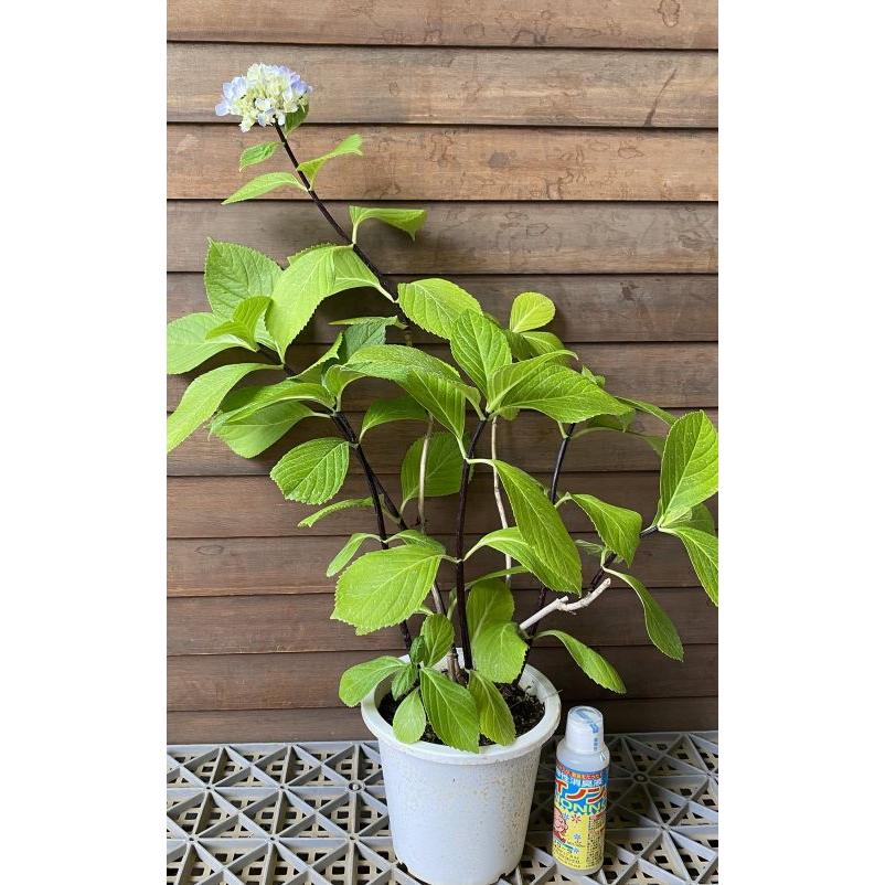 黒軸紫陽花（クロジクアジサイ）：紫陽花 5寸鉢植え : 日本花卉