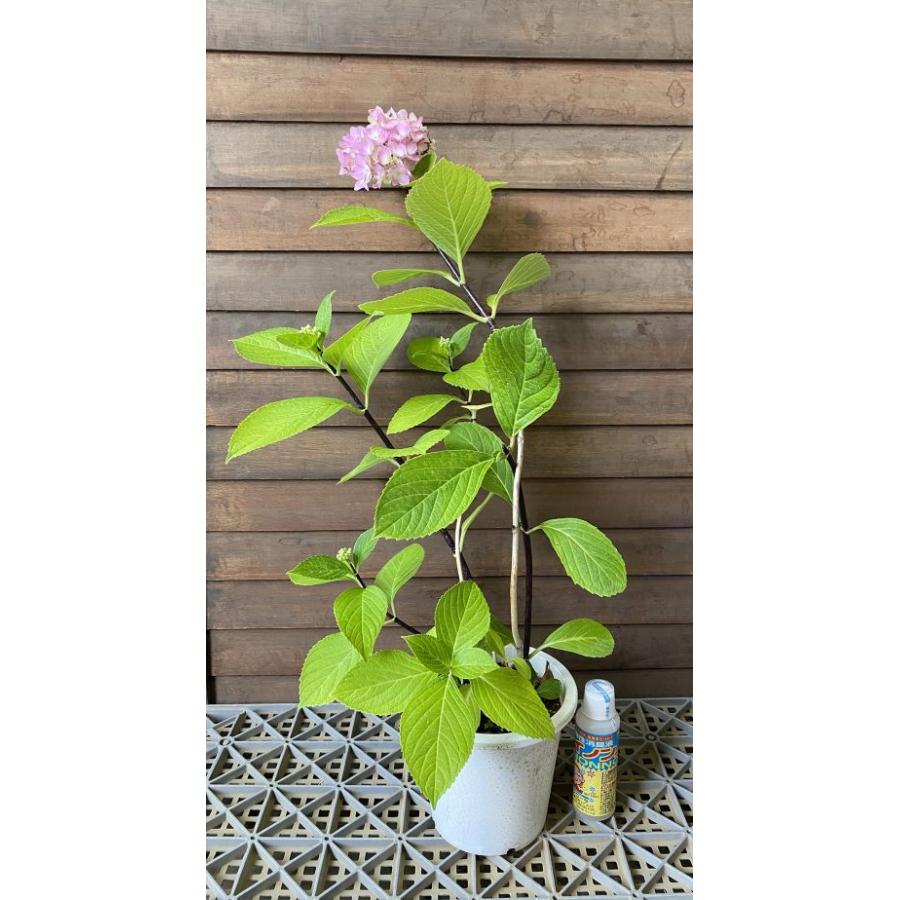 ガーデニング 黒い紫陽花 黒軸紫陽花 クロジクアジサイ 紫陽花 5寸