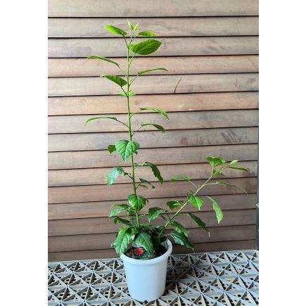 鉢植え ハイビスカス スキゾペタルス（原種系） フウリンブッソウゲ 苗