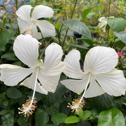 鉢植え ハイビスカス ホワイトバタフライ : 日本花卉ガーデンセンター