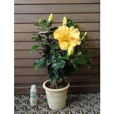 ハイビスカス 黄花八重咲き （ロングライフ・シリーズ）5寸鉢植え