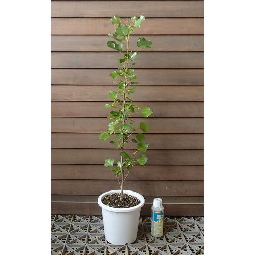 ポプラ 5寸鉢植え （セイヨウハコヤナギ） : 日本花卉ガーデンセンターYahoo!店 - 通販 - Yahoo!ショッピング