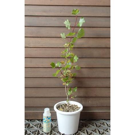 ポプラ 5寸鉢植え （セイヨウハコヤナギ） : 日本花卉ガーデンセンターYahoo!店 - 通販 - Yahoo!ショッピング