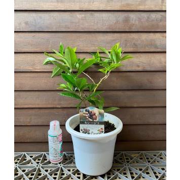 5寸鉢植え セレージャ ：熱帯果樹苗 : 日本花卉ガーデンセンターYahoo